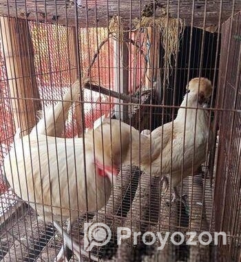 পোলিশ ক্যাপ রানিং জোড়া ডিম দিচ্ছে