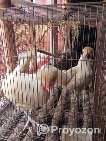 পোলিশ ক্যাপ রানিং জোড়া ডিম দিচ্ছে