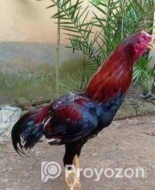 আসিল মোরগ