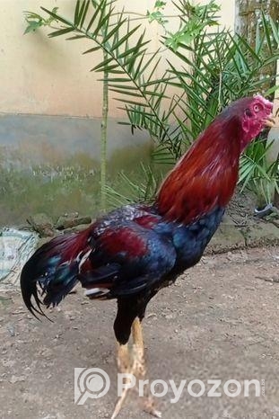 আসিল মোরগ