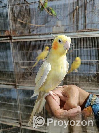 লোটিনো টেম ককাটেইল