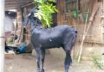 দেশি ছাগল,ওজন ৫৬কেজি