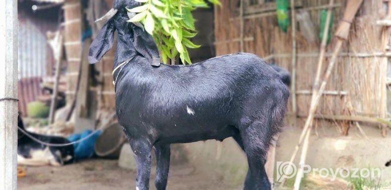 দেশি ছাগল,ওজন ৫৬কেজি
