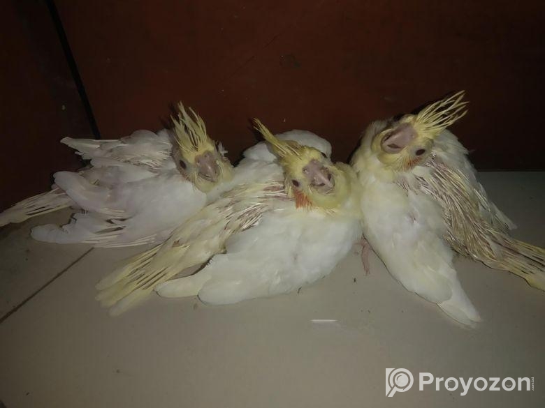 ককাটেল বেবি