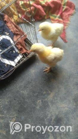 কলম্বিয়া লাইট ব্রামা মুরগির বাচ্চা