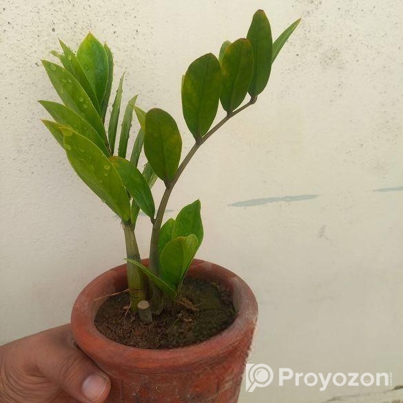 পর্তুলিকা, মসরোজ, জিজি প্ল্যান্ট ,কয়েন প্ল্যান্ট-ম