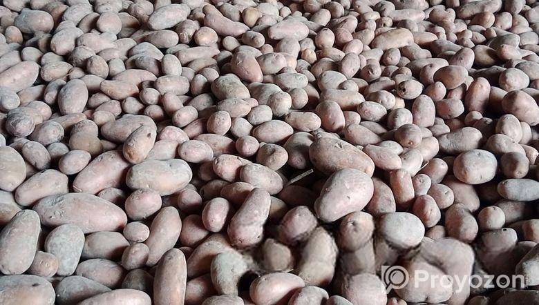 ফ্রেশ লাল আলু বিক্রিয় করা হয়