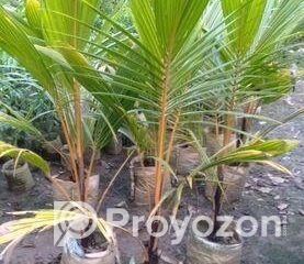 fitted-36_2025-09-07_17-30-47