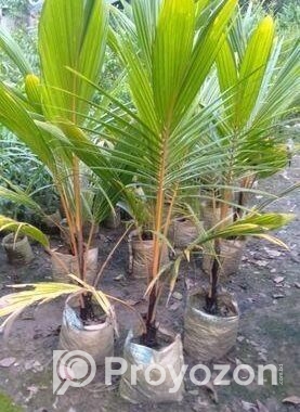 কেরালা নারিকেল চারা