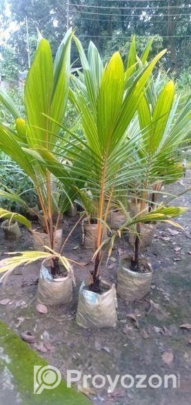 কেরালা নারিকেল চারা