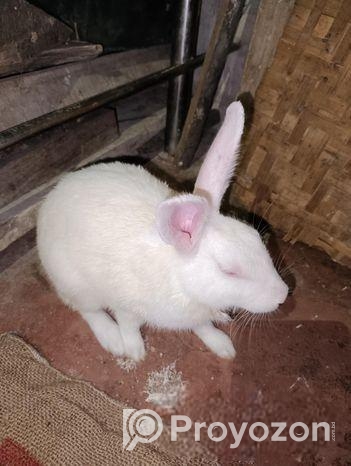 মহিলা খরগোশ