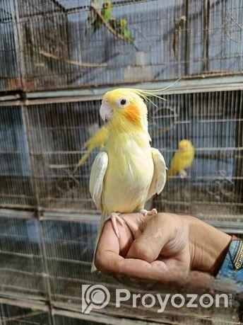 লোটিনো টেম ককাটেইল