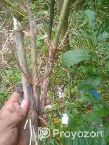 Jarmani Ghaser Cutting