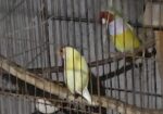 Golden Finch