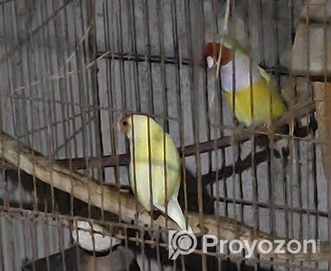 Golden Finch
