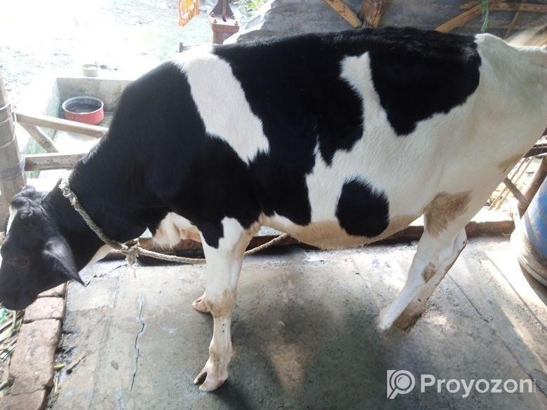 ফ্রিজিয়ান বকনা