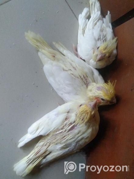 ককাটেল বেবি