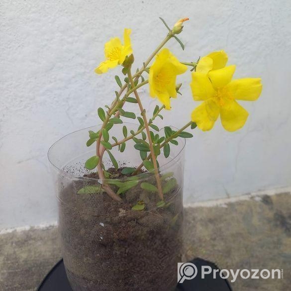 পর্তুলিকা, মসরোজ, জিজি প্ল্যান্ট ,কয়েন প্ল্যান্ট-ম