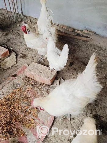 পলিশ ক্যাপ