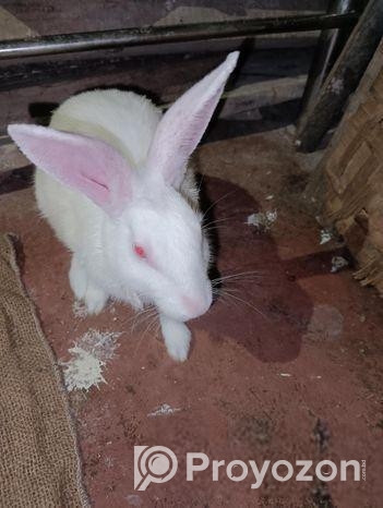 মহিলা খরগোশ