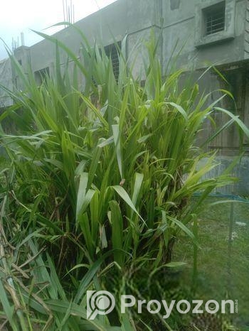 Jarmani Ghaser Cutting