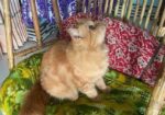 Parsian female Kitten for Sale