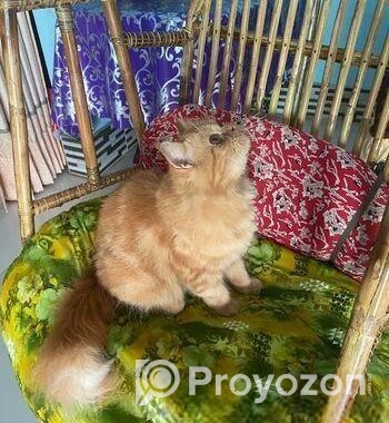 Parsian female Kitten for Sale