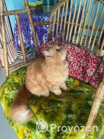 Parsian female Kitten for Sale