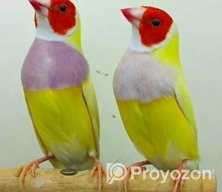 Golden Finch
