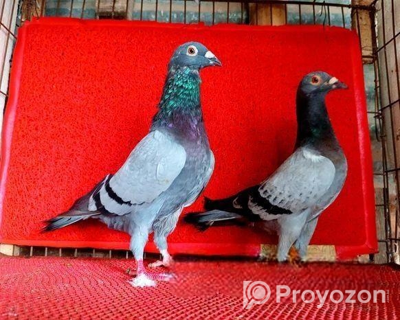 সবজি রেসার