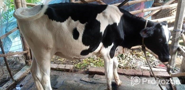 ফ্রিজিয়ান বকনা