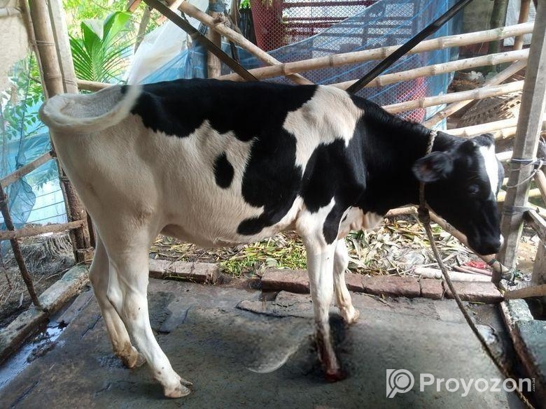 ফ্রিজিয়ান বকনা