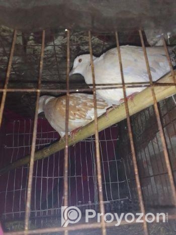 অস্ট্রেলিয়া ঘুঘু