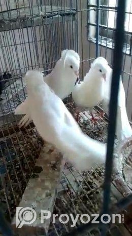 বিগ সাইজ সাদা বোম্বাই – মাস্টার পেয়ার