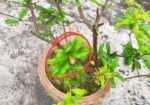 পাকিস্তানি আনার গাছ বিক্রয়