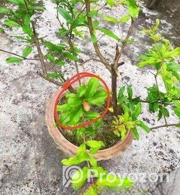 পাকিস্তানি আনার গাছ বিক্রয়