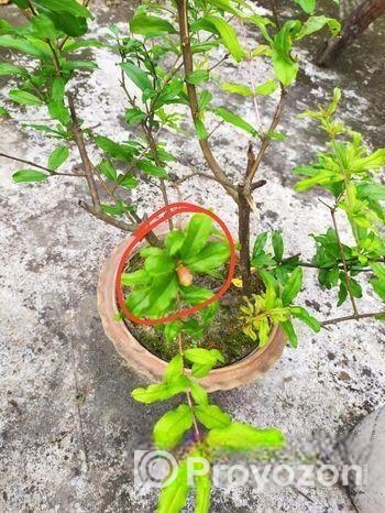 পাকিস্তানি আনার গাছ বিক্রয়