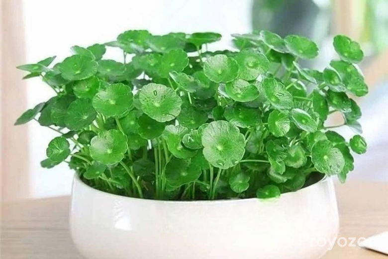 পর্তুলিকা, মসরোজ, জিজি প্ল্যান্ট ,কয়েন প্ল্যান্ট-ম