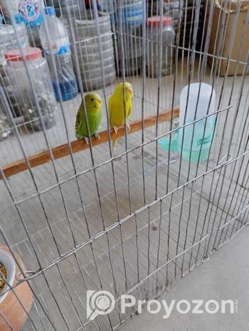 বাজিগার পাখি ২পিছ