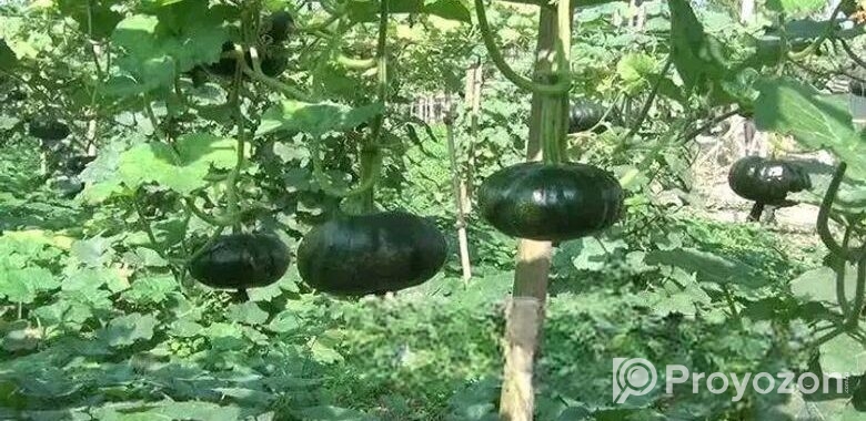 জাপানি হাজারী পামকিন মিষ্টি কুমড়ার বীজ