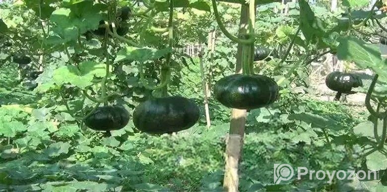 জাপানি হাজারী পামকিন মিষ্টি কুমড়ার বীজ