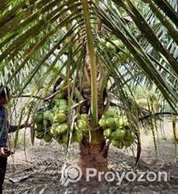 ভিয়েতনাম খাটো জাতের হাইব্রিড নারিকেল
