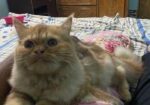 Parsian female Kitten for Sale