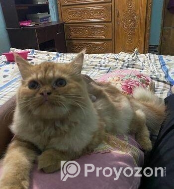 Parsian female Kitten for Sale