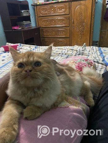 Parsian female Kitten for Sale