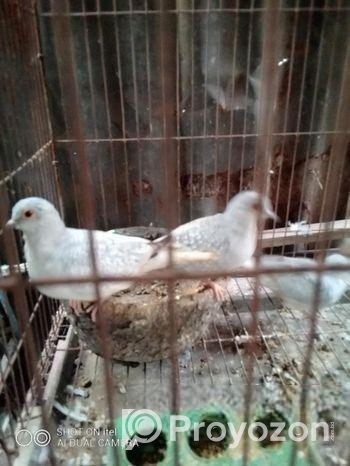 ডায়মন্ড ডাব বিক্রি