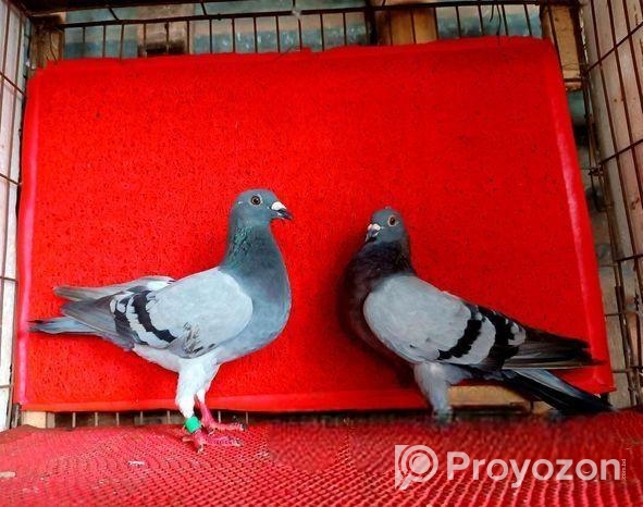 সবজি রেসার