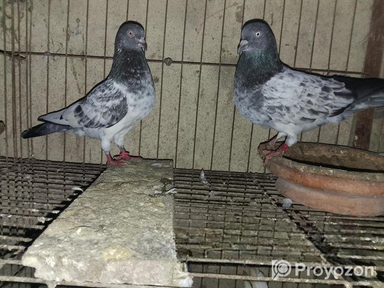 সব গুলো ভালো মানের কবুতর