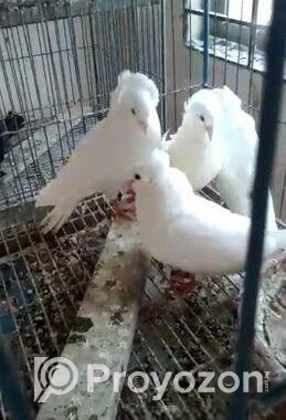 বিগ সাইজ সাদা বোম্বাই – মাস্টার পেয়ার