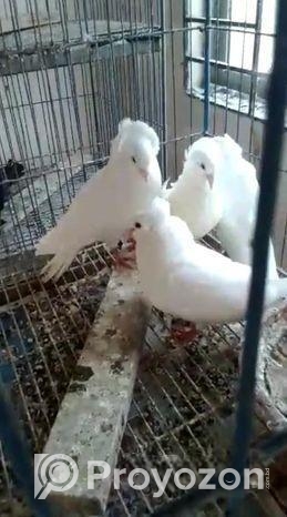 বিগ সাইজ সাদা বোম্বাই – মাস্টার পেয়ার